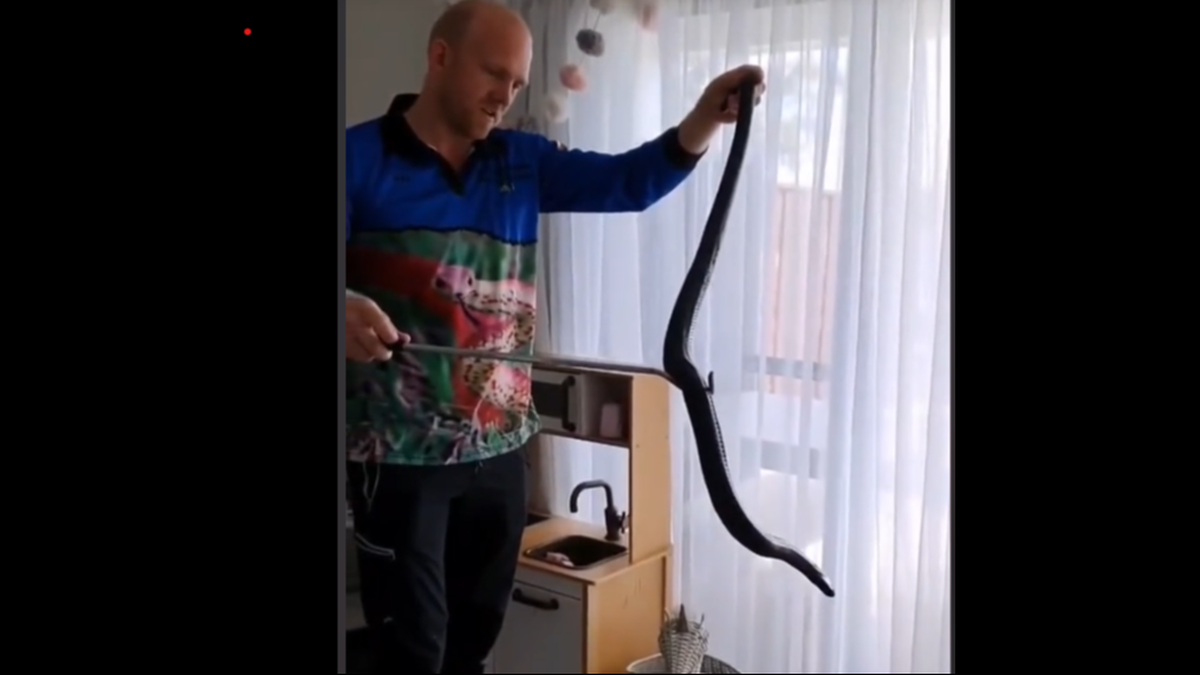 The snake catcher said the snake looked “huge” and “healthy.”