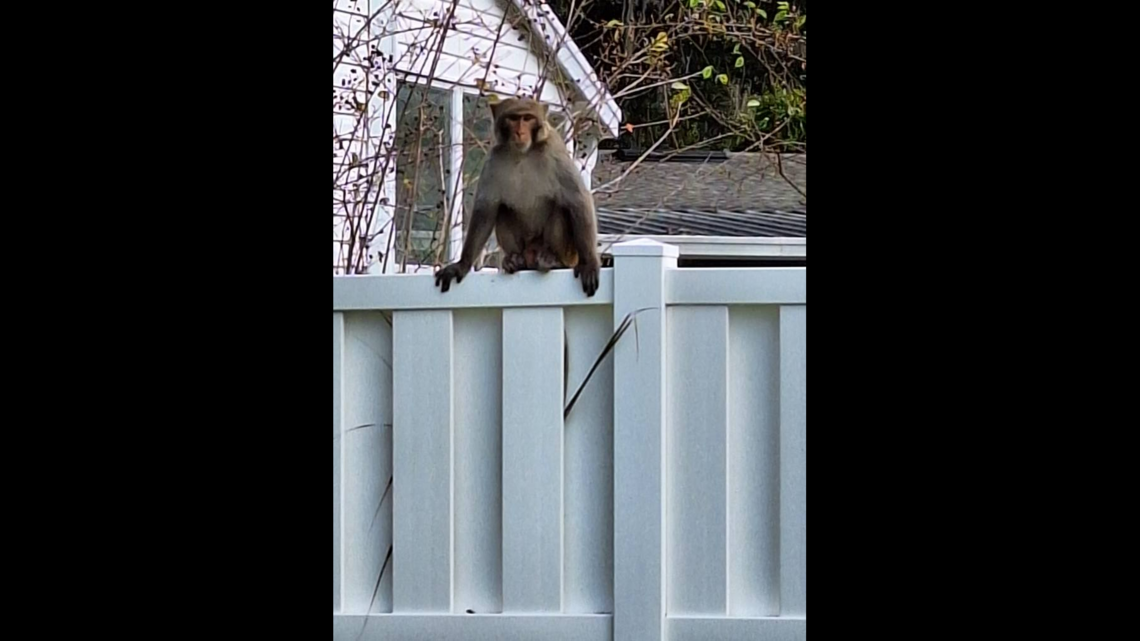 Monkeys are being reported around Florida city, cops say | Miami Herald