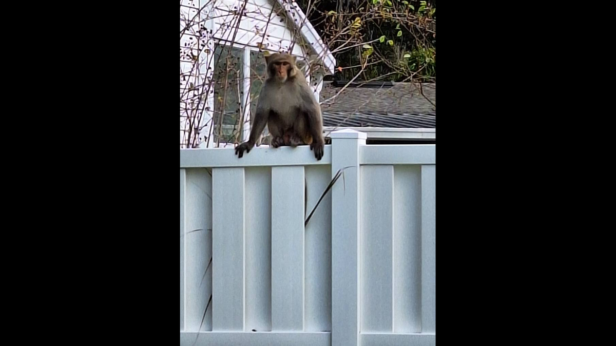 The Orange City Police Department says people are reporting monkey sightings in the city. This is a photo of it, police say.