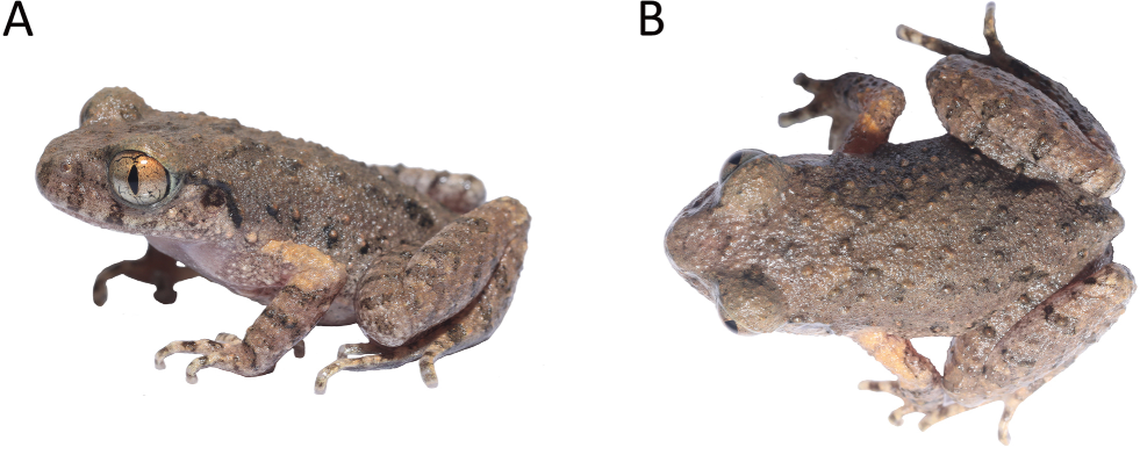 A male Leptobrachella kungfu.