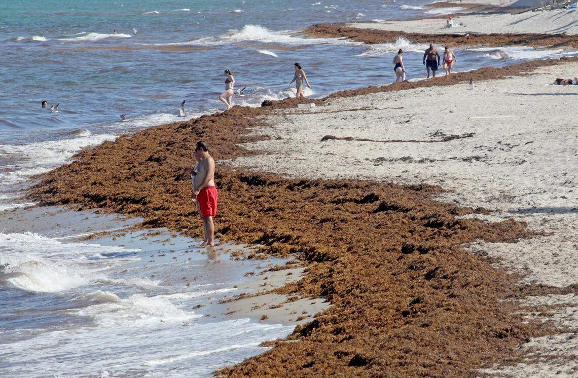 Seaweed lines the shore at Dania Beach. Thick rafts of seaweed have washed up on South Florida beaches, providing food for wildlife and an icky, sea-lice infested barrier between the beach and the ocean. Although seaweed is normal, seaweed blobs this thick are not.