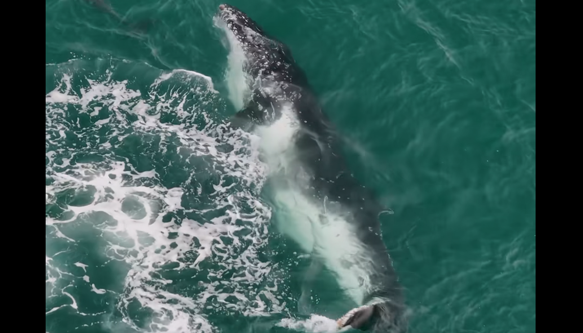 A young humpback whale was identified in the bay by volunteers of a dolphin organization.