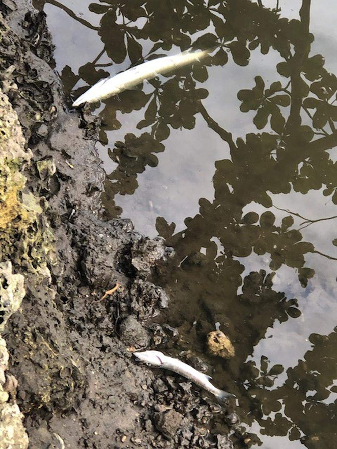 Dead fish in Fort Lauderdale’s Tarpon River after consecutive sewage spills since December