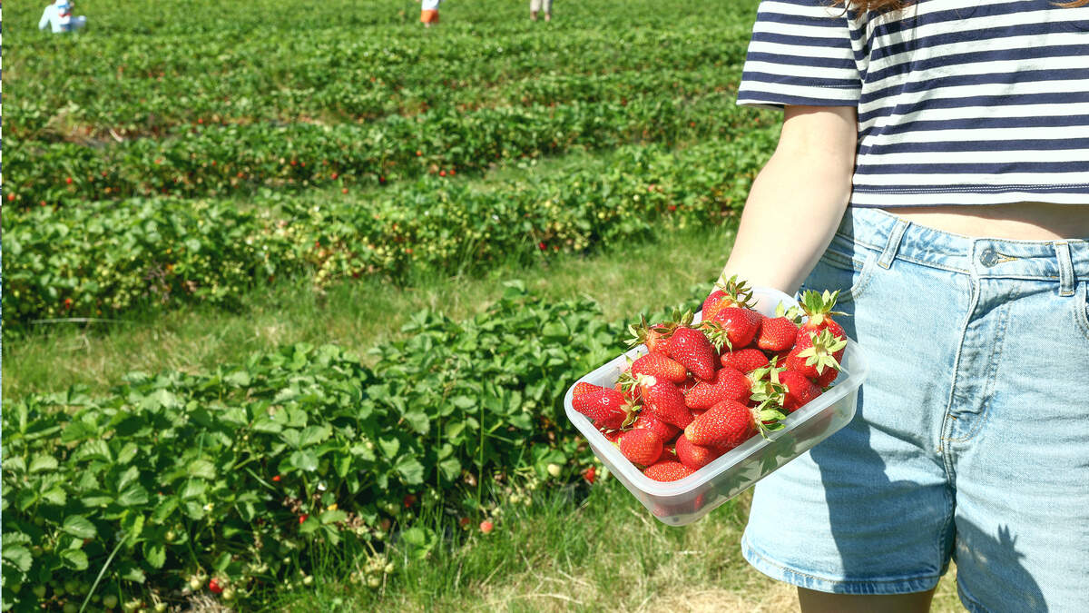 A customer holds a punnet of strawberries in a pick-your-own strawberry farm in La Wantzenau, eastern France, on May 30, 2025.