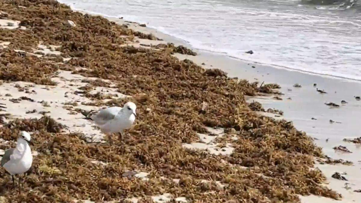 Tourists in Dania Beach have already noticed a higher volume of seaweed than usual.