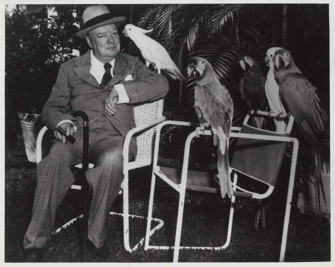 Winston Churchill, Butch the Cockatoo, Marco, a military macaw, in 1946 at Parrot Jungle.