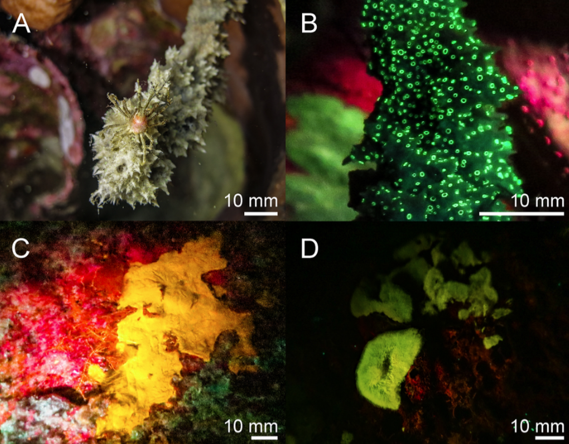 Fluorescence occurs when wavelengths of light are reflected from molecules on the body and appear to glow.
