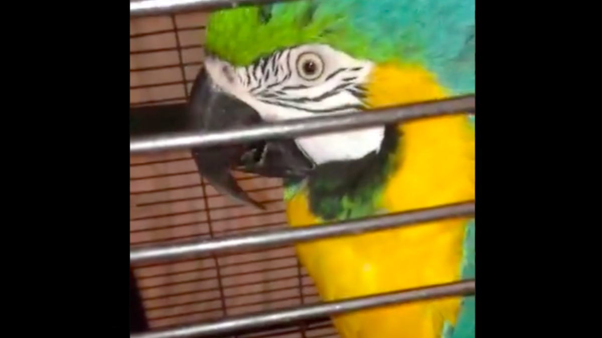 London firefighters said Jessie the Macaw parrot told them to “F*** off” when they climbed a ladder to try to rescue her from a roof. The parrot had been up there for 3 days but flew off before returning home safely.
