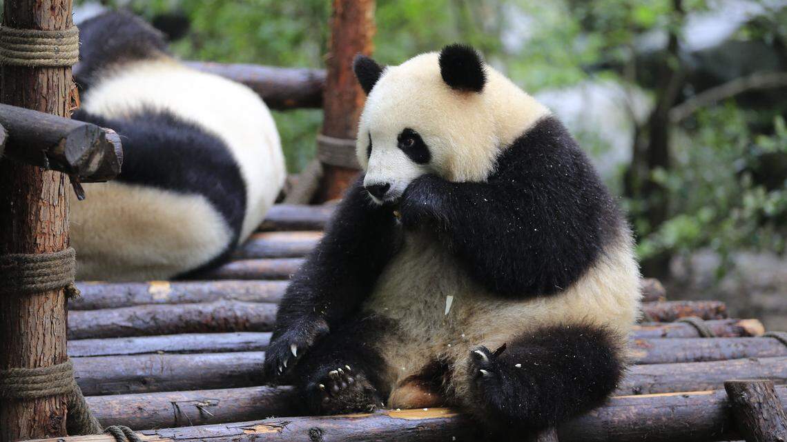 This photo taken on May 3, 2017 shows Meng Meng, one of two giant pandas destined for Germany, at the Chengdu Research Base of Giant Panda Breeding in Chengdu, in China's southwest Sichuan province. Authorities held a farewell ceremony on June 23, 2017 for pandas Jiao Qing and Meng Meng, which will leave for Berlin Zoo on June 24. The transfer of the two pandas is part of a planned 15-year Sino-German cooperation on giant panda conservation. (Photo by CN-STR / AFP via Getty Images) / China OUT