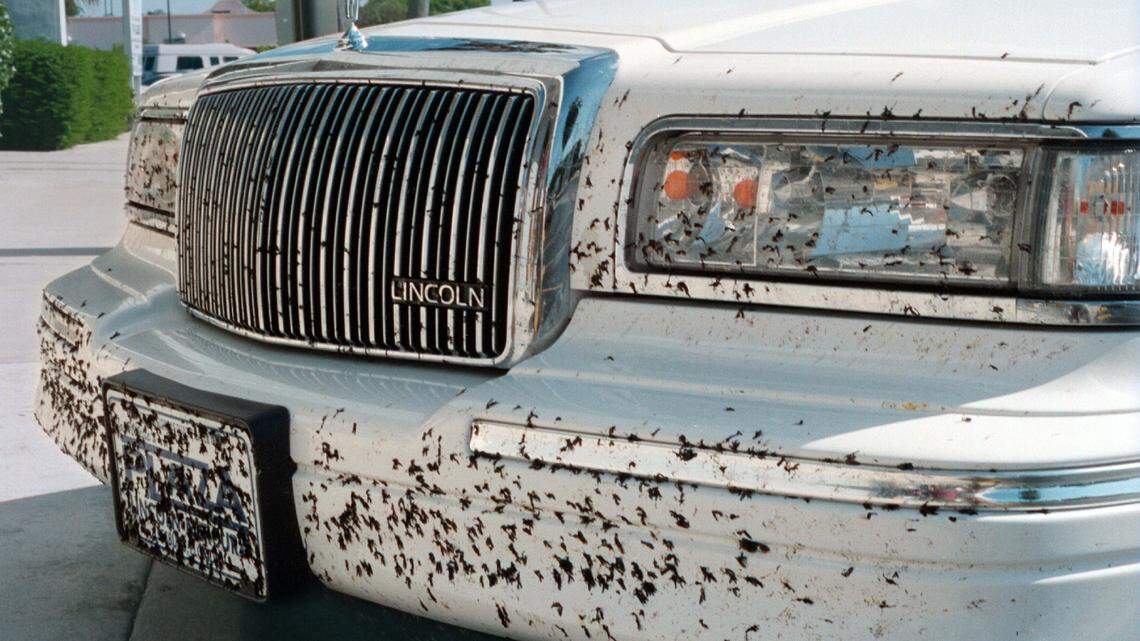 Lovebugs deface the face of a Lincoln in a Hollywood bank parking lot.annual invasion of insects is a menace to car finishes.