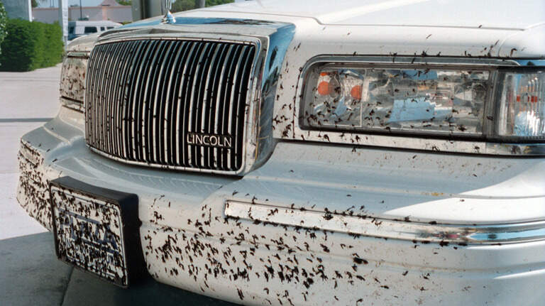 When are the lovebugs going to finally be gone across South Mississippi?