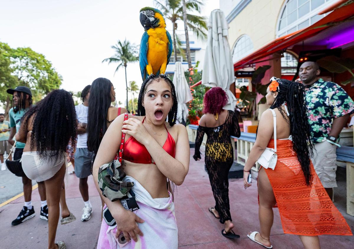 Imani Wright, from Georgia State University, reacts after a parrot was placed on her head on Ocean Drive during spring break on Saturday, March 15, 2025, in Miami Beach, Fla.