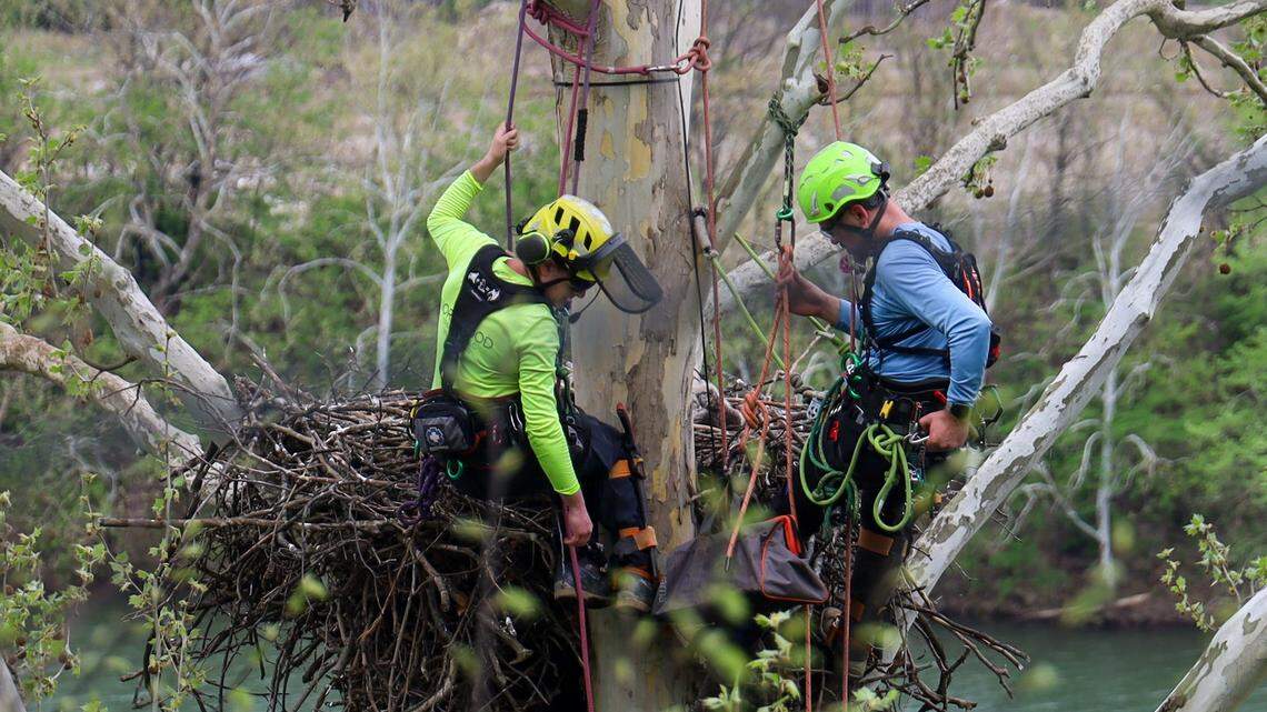 bald eaglet swallowed a fishhook—and a rescue team rushed to save it.