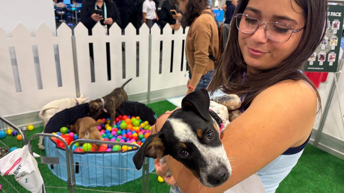 Elizabeth Lindner acaricia a Timmy, de 11 meses, en el “Fintech Puppy Park Experience,” presentado por BNY, durante la oncena conferencia anual eMerge Americas 2025 en Miami Beach, el viernes 28 de marzo de 2025.