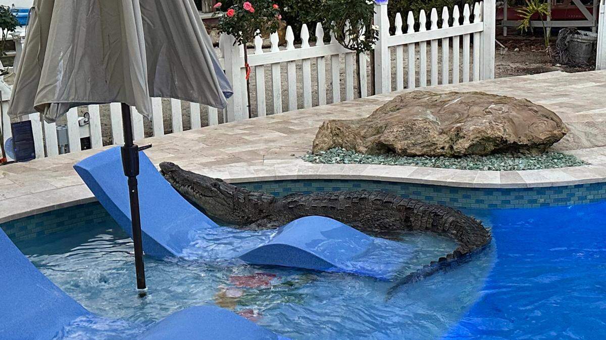An American crocodile lounges in a pool in Key Largo Friday morning, Jan. 31, 2025.