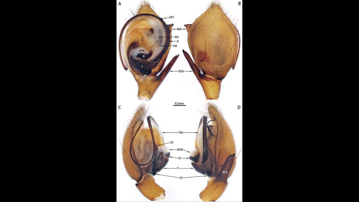 The copulatory ducts of the spiders wrap around the spider’s rear end, representing the circular nature of Greek king Sisyphus’ mission, the researchers said.