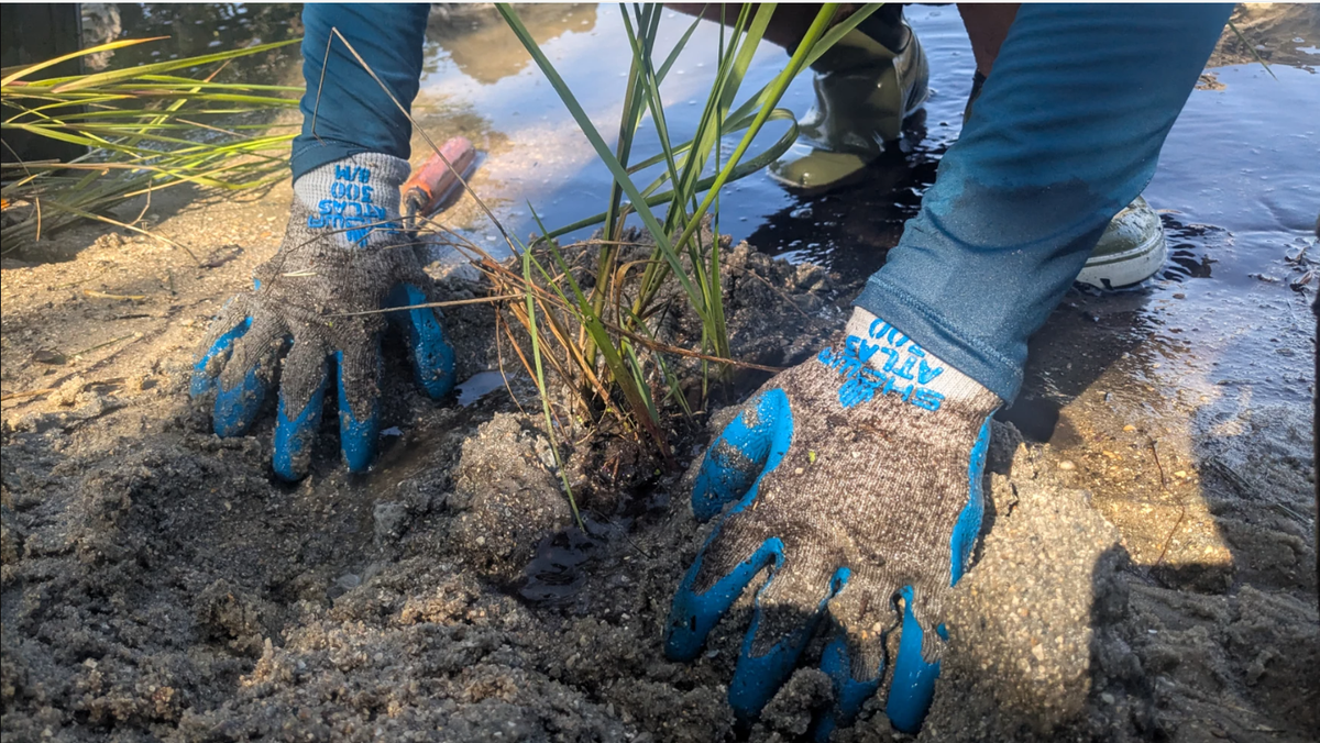 A conservationist plants native Spartina marsh grass for a living shoreline along the Mosquito Lagoon at Canaveral National Seashore on May 27, 2025.
