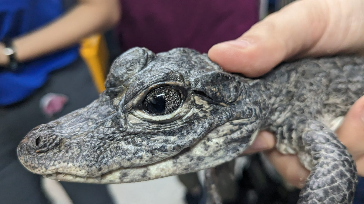 Los encuentros con caimanes son bastante frecuentes en el sur de Florida.