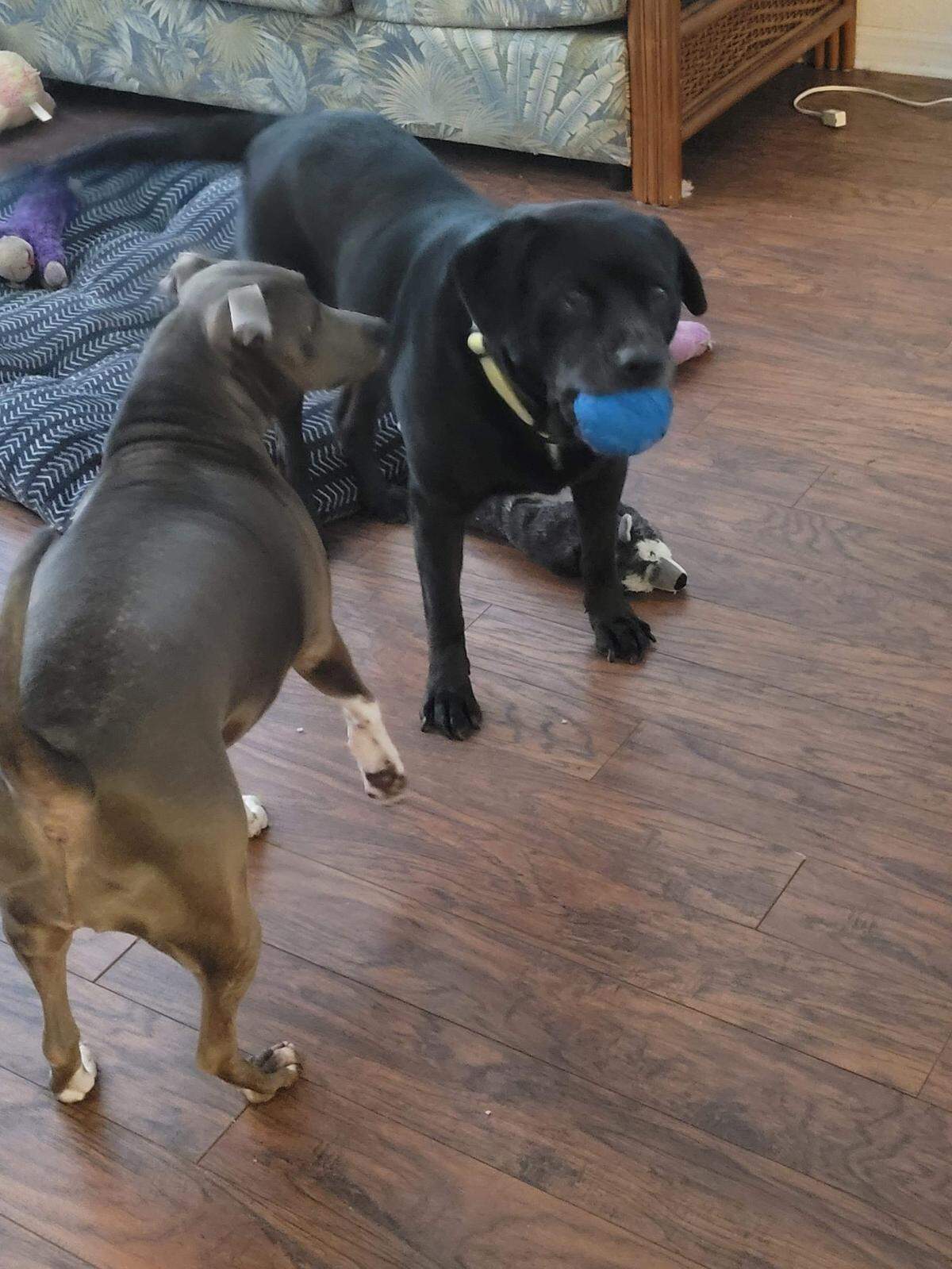 Luna at play with another dog belonging to Kip Murphy, who provides foster homes for unwanted pets. Murphy lives in Punta Gorda, Fla.