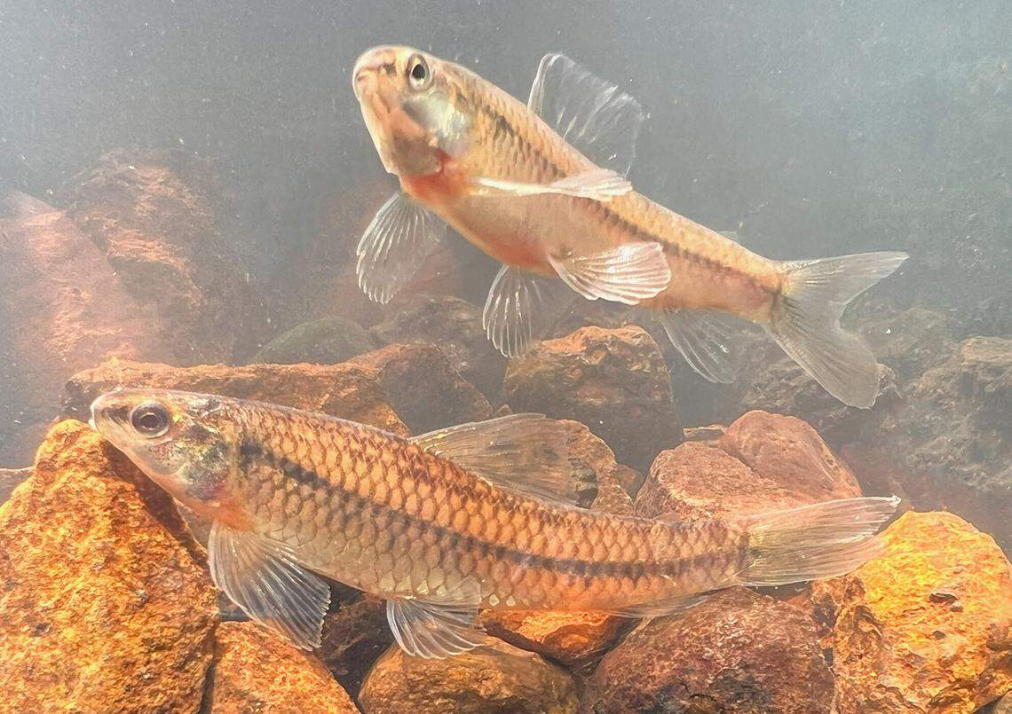 The fish are yellow in color with eyes with a “golden hue,” according to the study.