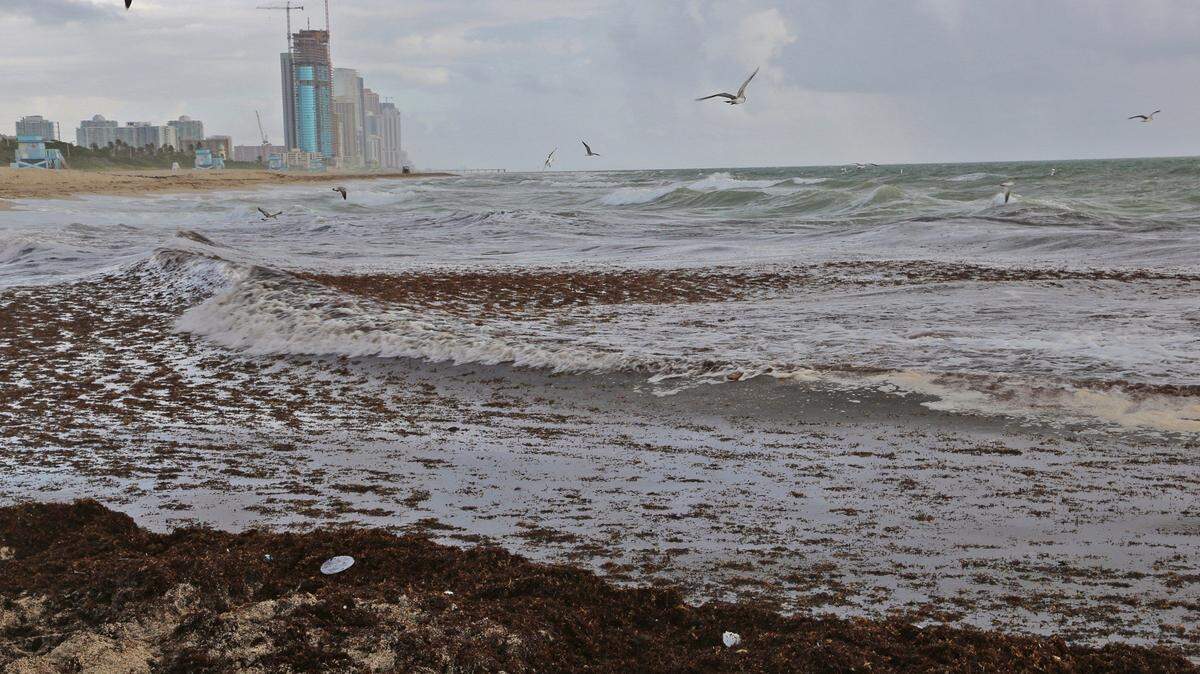 Haulover Beach was briefly closed in early October to swimmers amid tests following a rare outbreak of red tide along Florida’s Atlantic Coast. As Monday dawns, the beach is under a no swimming or fishing advisory after a wastewater dump.