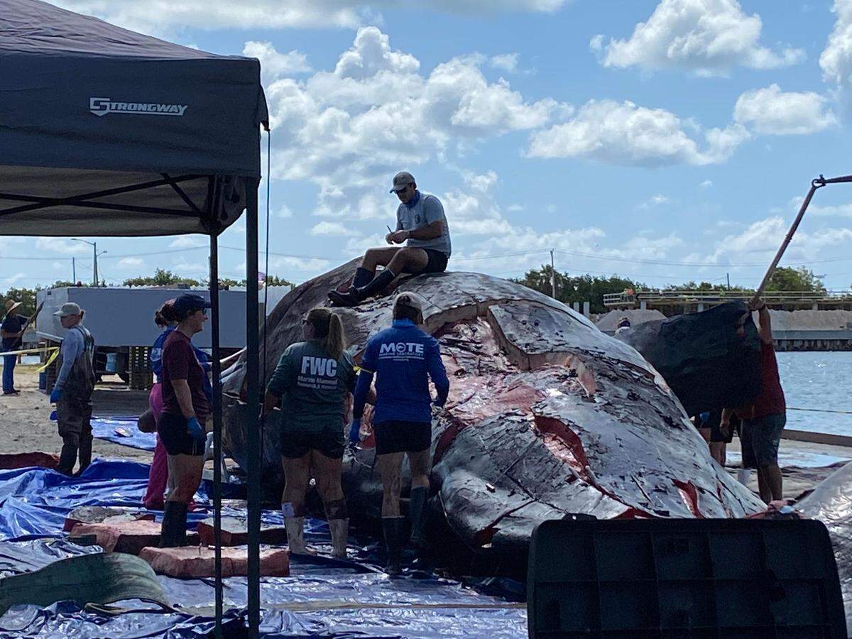 Scientists surround a large dead sperm whale at the dock of Robbie’s Marina in Stock Island in the Lower Florida Keys near Key West Wednesday, May, 11, 2022. The mammal was found dead the day before near Mud Key, about 15 miles northeast of Key West.