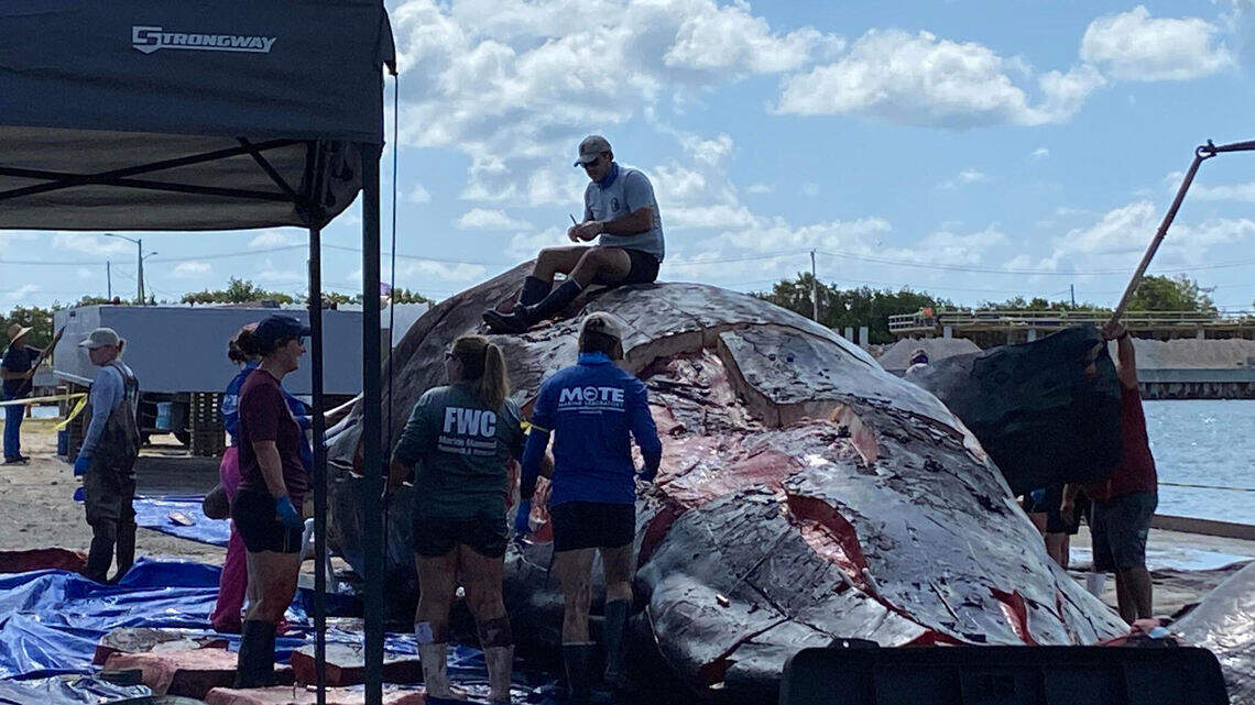 What killed the whales? Two found dead off the Florida Keys, and one towed to a marina