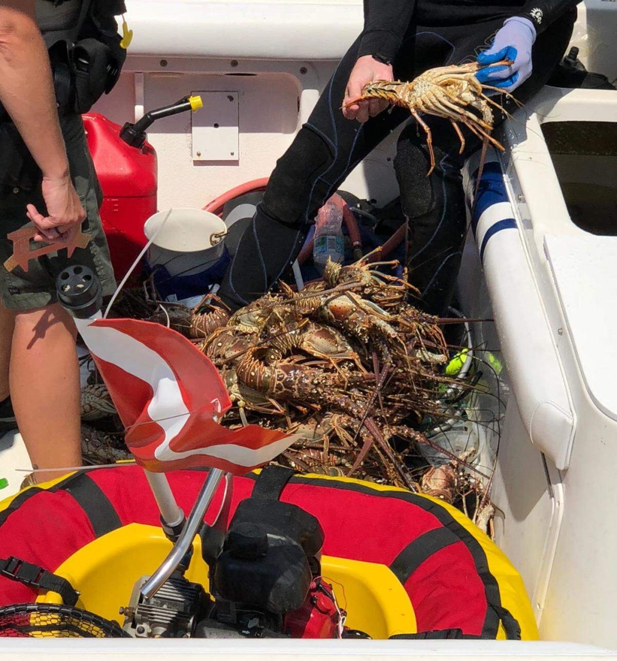 Lobsters are shown during a law enforcement boarding on a pleasure craft by members of the Coast Guard and Florida Fish and Wildlife Conservation Commission in Fort Lauderdale, July 26, 2018. The boarding led to the release of multiple egg-bearing lobsters back into the water.