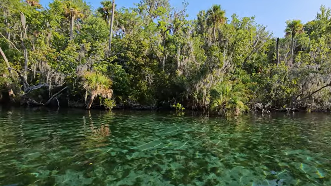 The strange-looking gar was caught in Silver Glen Springs, a natural spring that is about a 70-mile drive north from Orlando, Florida.