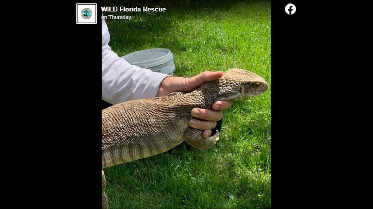 The Melbourne-based volunteer organization told followers that a homeowner in the area called them about this “large, curious-looking lizard, assuming it was out of place and may need help.”
