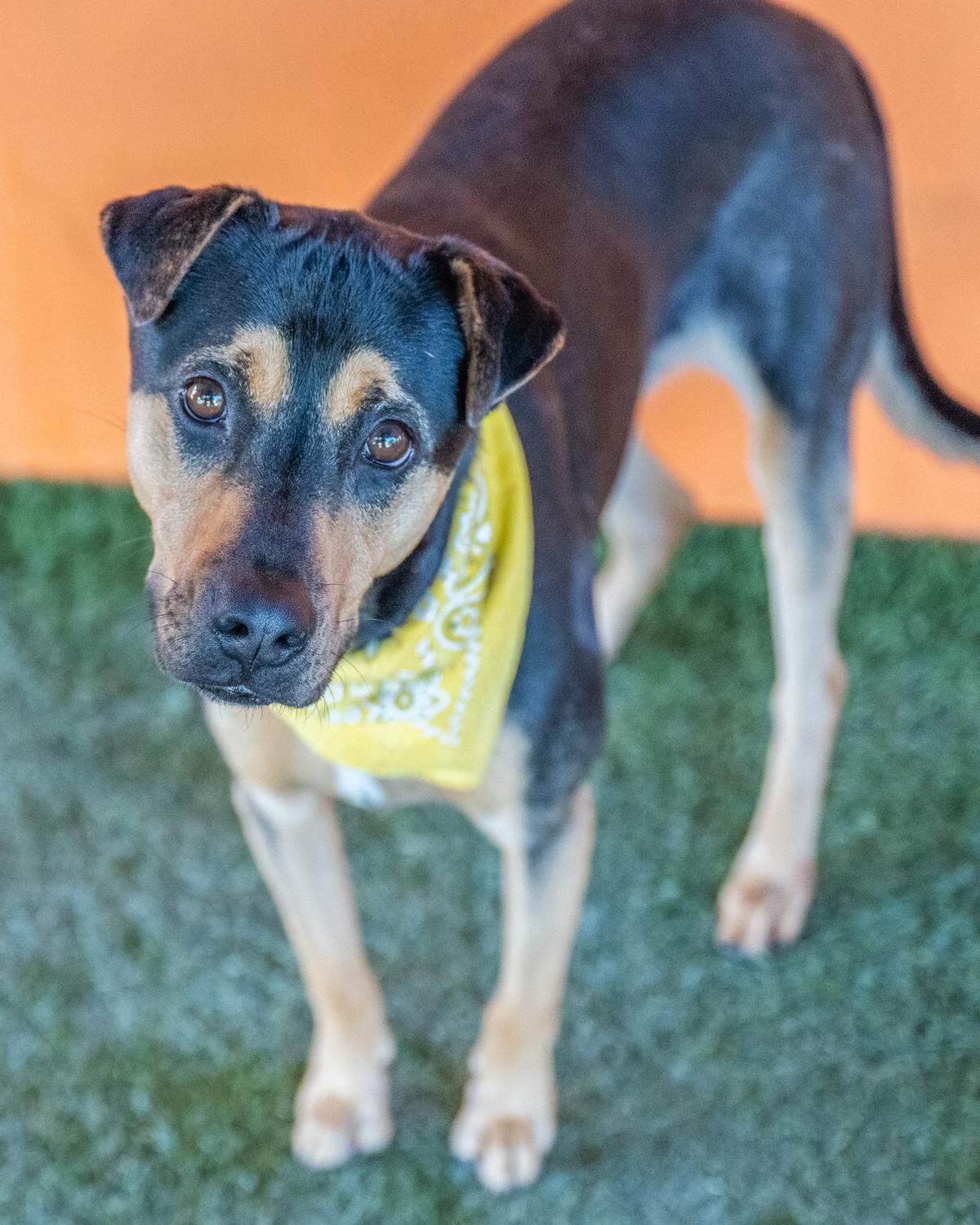 “Meet Dawna A2316542, a 2-year-old dog who has been at the shelter since April. She’s a bit shy at first, but once she warms up to you, she’s incredibly sweet and gentle. Dawna loves to participate in playgroup, but she prefers people. She’s looking for a forever home where she can be showered with love and affection. If you’re looking for a furry companion that’s sweet, gentle, and loves spending time with people, then Dawna is the perfect dog for you!”