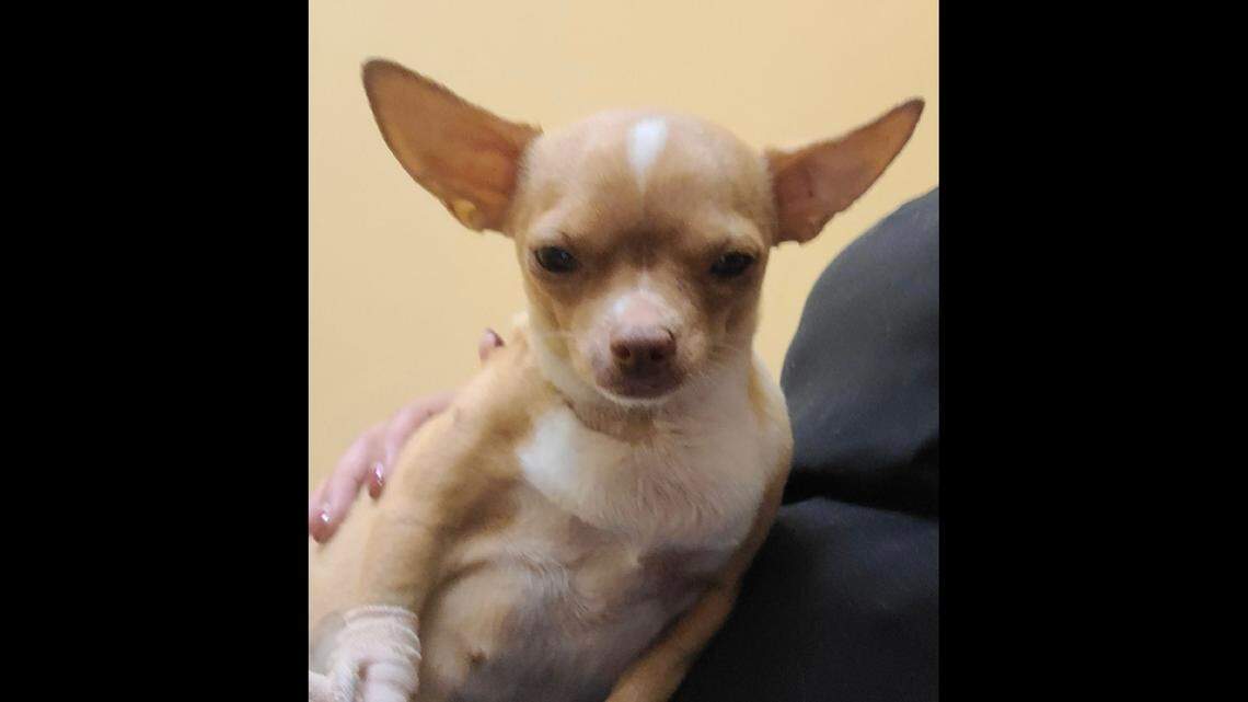 A 61-year-old man posed as a veterinarian and performed surgery on this pregnant dog, named Sugar, Florida detectives say. The dog later died.