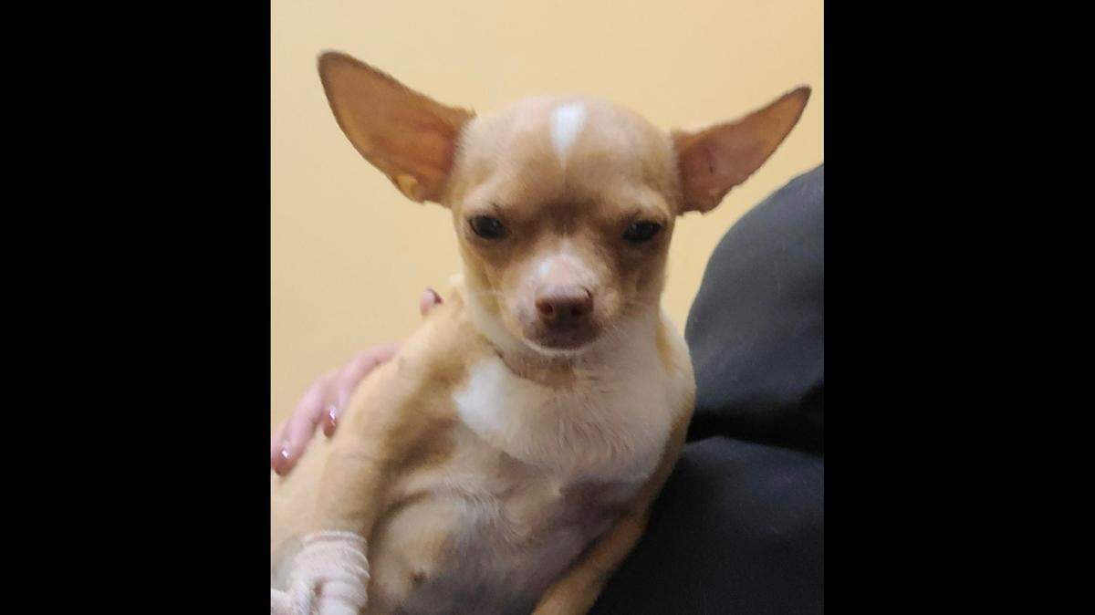 A 61-year-old man posed as a veterinarian and performed surgery on this pregnant dog, named Sugar, Florida detectives say. The dog later died.