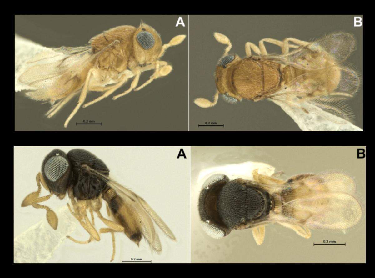 Idris hyllus, top, is honey brown, while Idris longiscapus, bottom, was named after its long antennae.