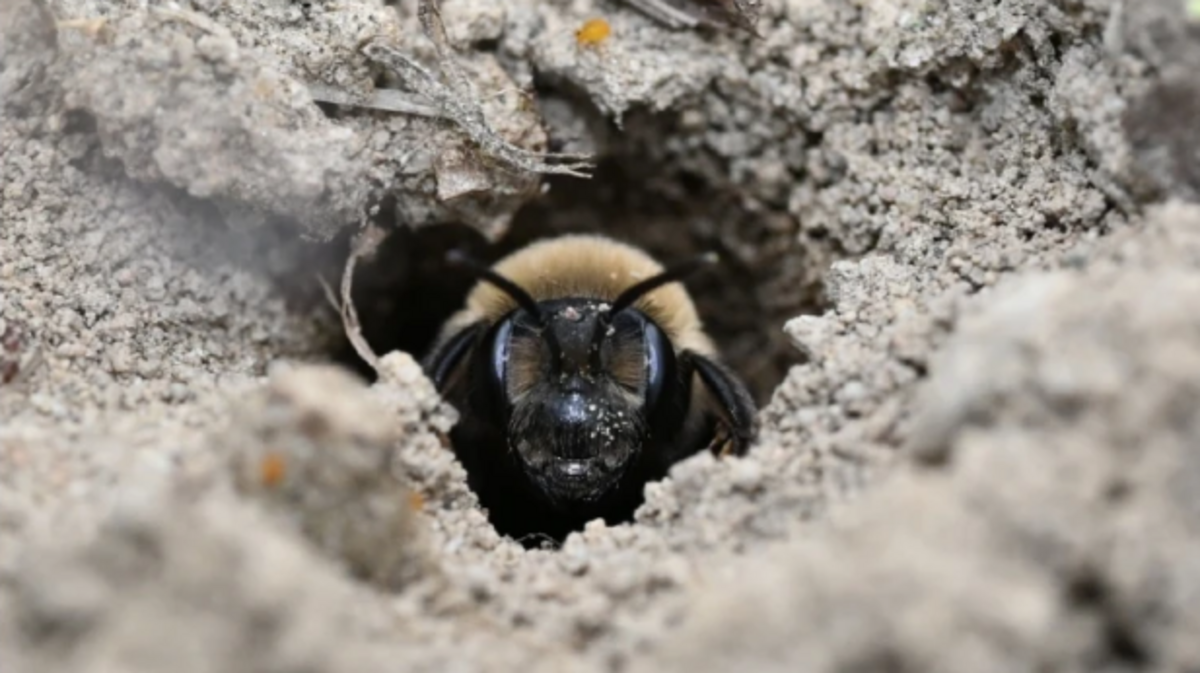 ground nesting bee east lawn cemetery