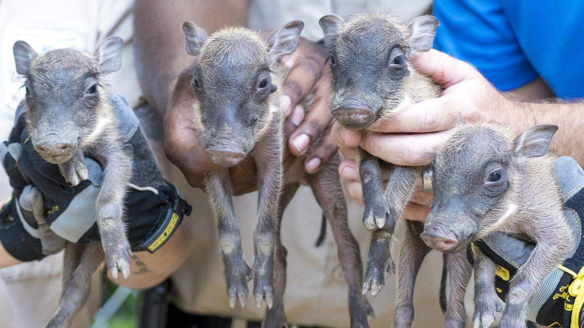 All four piglets, two male and two female, right after their neonatal exam. They were born Friday, June 29, 2018, at Zoo Miami.