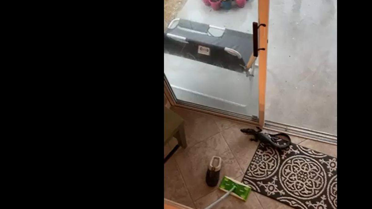 Screen grab of a Facebook Live video posted by Tampa realtor Sazan Powers on April 11, 2021. Powers and her neighbor Erika Venza used a Swiffer mop to usher a baby alligator out of Venza’s home.