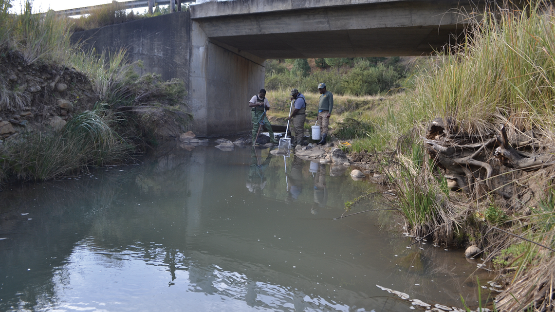 Zoosystematics and Evolution