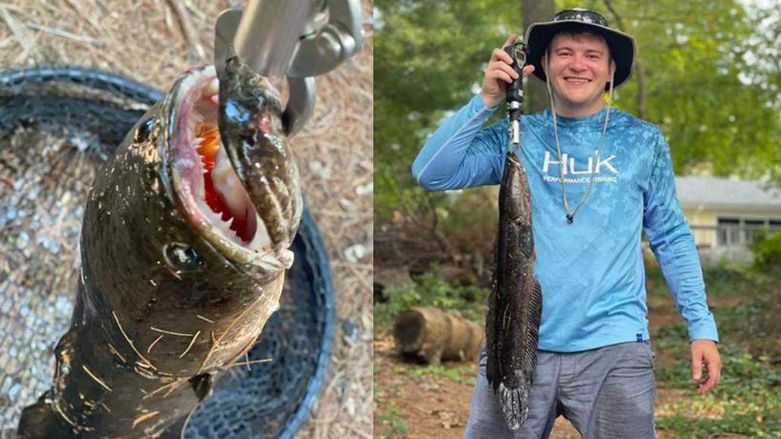 An invasive northern snakehead was reeled in by a Massachusetts angler.