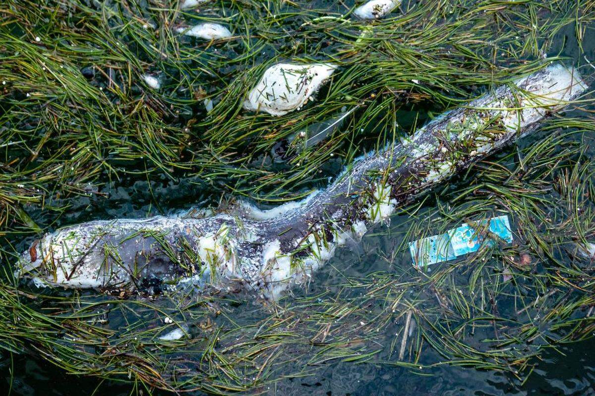A dead eel floats on the surface of the water after a fish kill in Biscayne Bay, in Downtown Miami, Florida, on Wednesday, August 12, 2020.