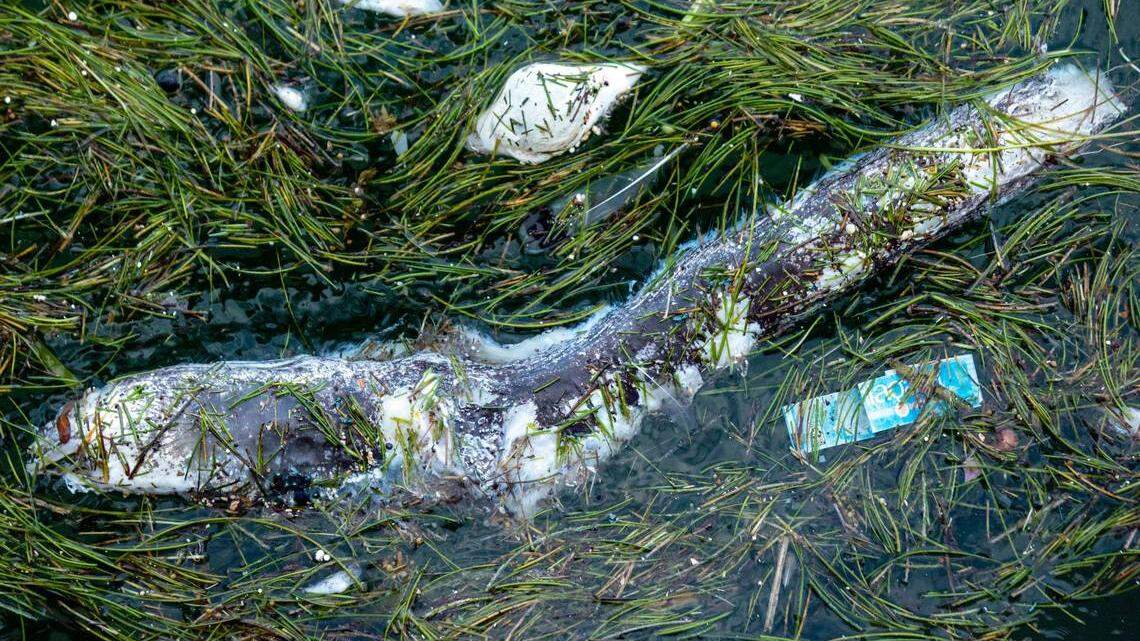 A dead eel floats on the surface of the water after a fish kill in Biscayne Bay on Wednesday, Aug. 12, 2020. 