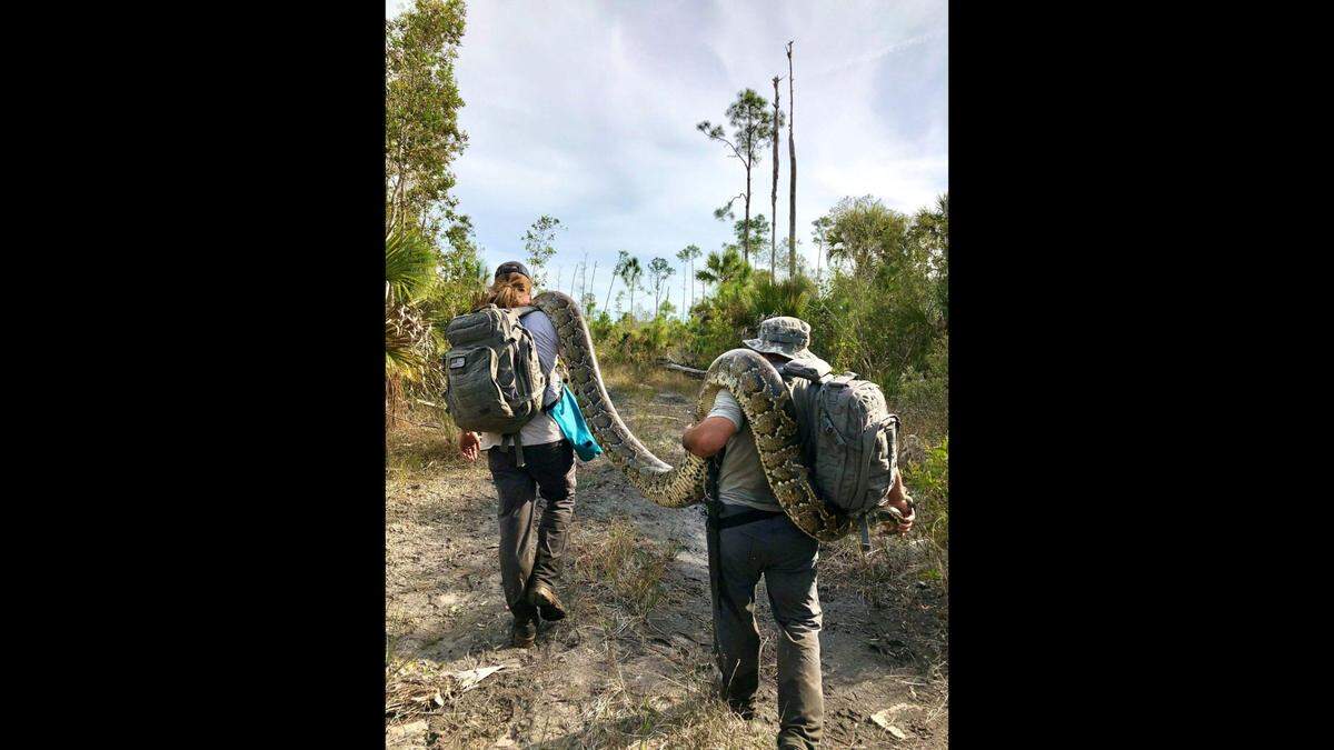 Esta pitón hembra de 16 pies y 125 libras era demasiado grande para una bolsa, por lo que tuvo que ser transportada en hombros por los miembros del equipo para salir del pantano.