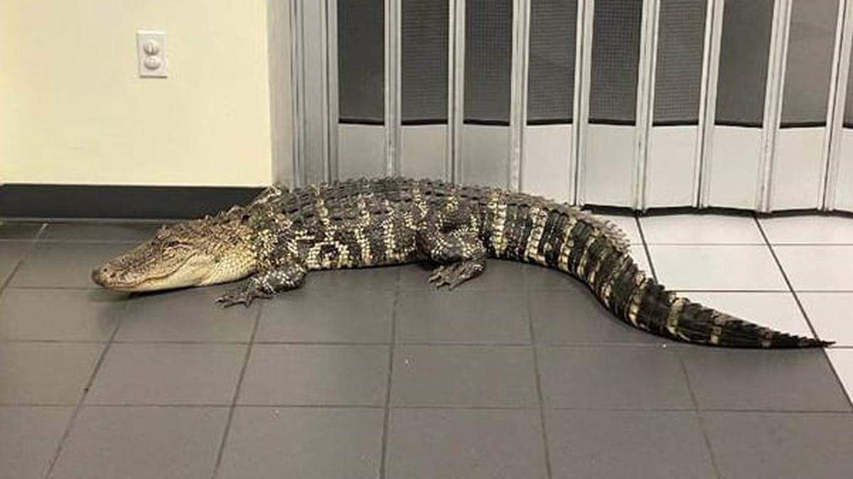 This 7-foot alligator was spotted inside the lobby of the U.S. Post Office at 8501 Philatelic Road in Spring Hill, Florida, early in the morning of June 9, 2021, said the Hernando County Sheriff’s Office.