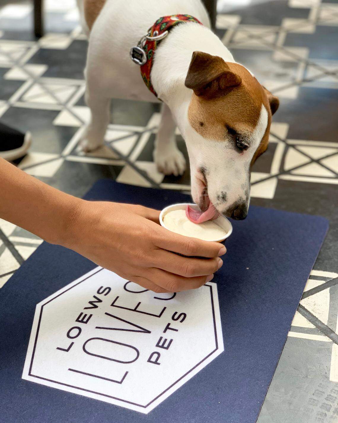 Your pet will love Loews Hotels as much as you will.