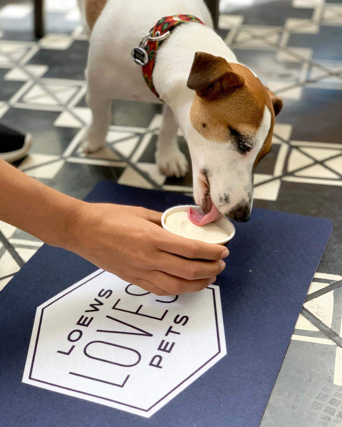Your pet will love Loews Hotels as much as you will.