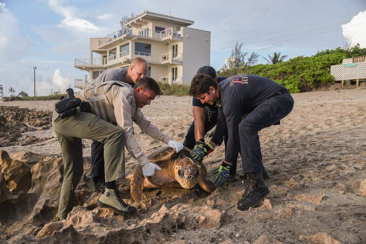 The 300-pound turtle was pulled free of the rocks by members of Martin County Fire Rescue and the Florida Fish and Wildlife Conservation Commission.