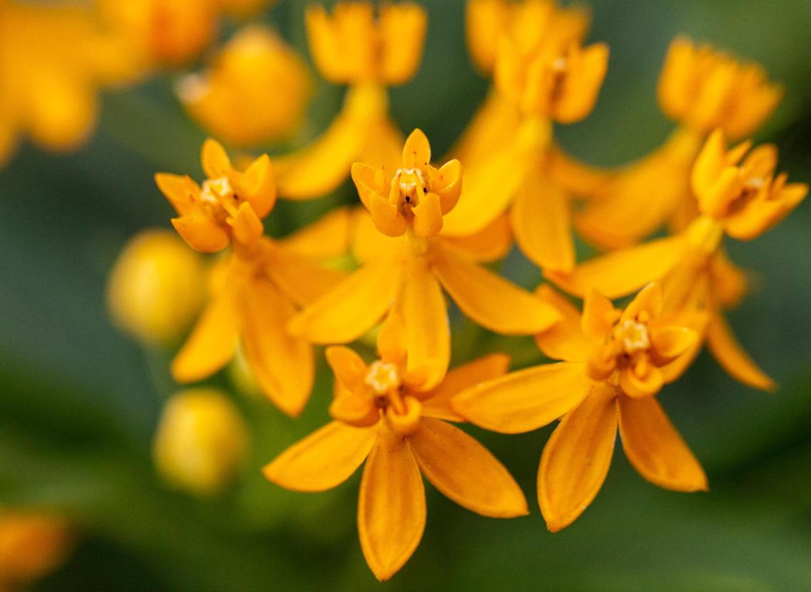 Milkweed flowers bloom at the newly opened Brickell Backyard section of The Underline. The half-mile segment of the planned 10-mile linear park and trail underneath the Metrorail’s elevated tracks is the first to be be finished.