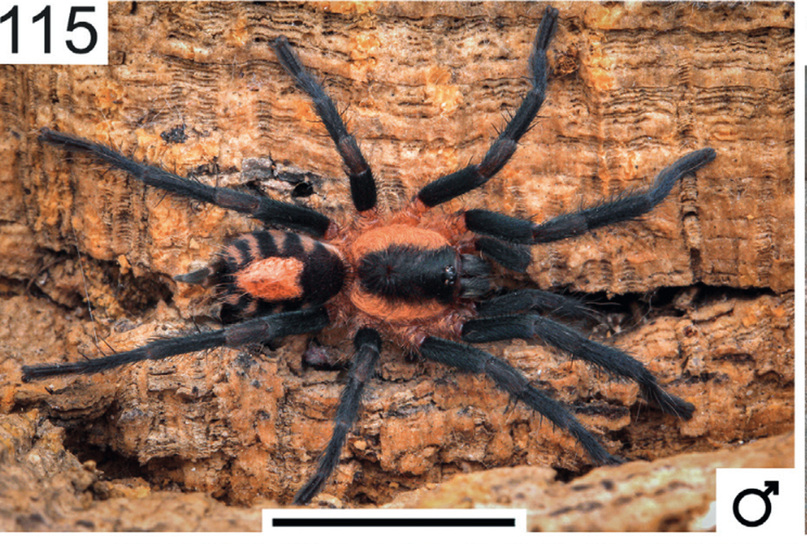 The tarantula has a striped abdomen and golden hairs, researchers said.