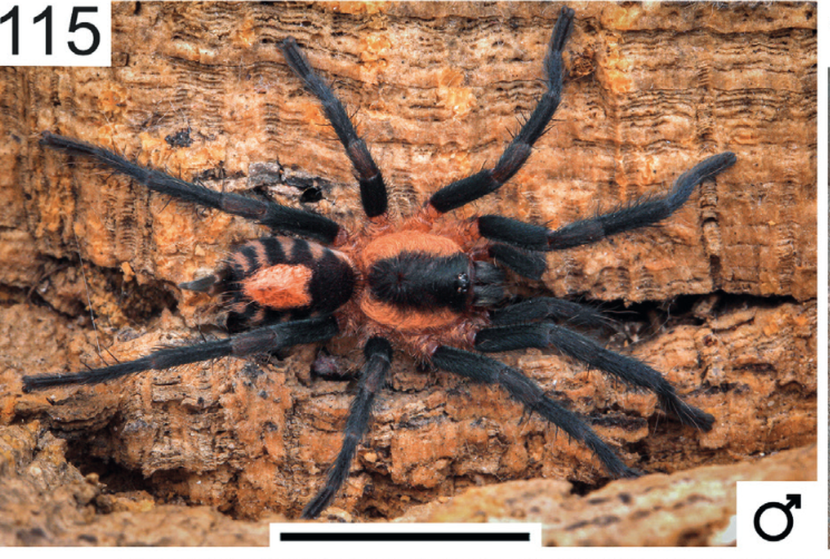 The tarantula has a striped abdomen and golden hairs, researchers said.