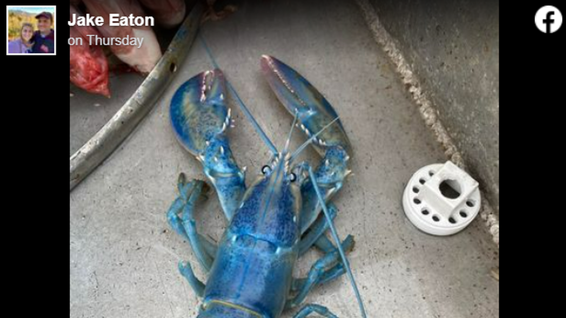 The captain assured thousands on Facebook that the lobster was returned to the wild.